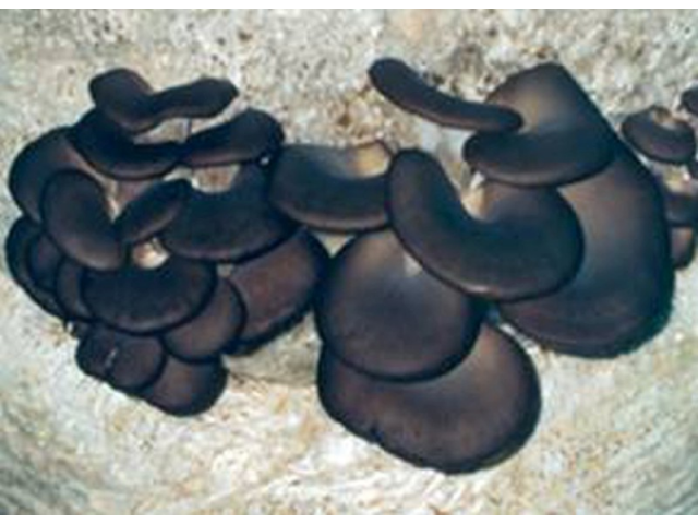Мицелий Вешенки китайский черный (Pleurotus ostreatus)